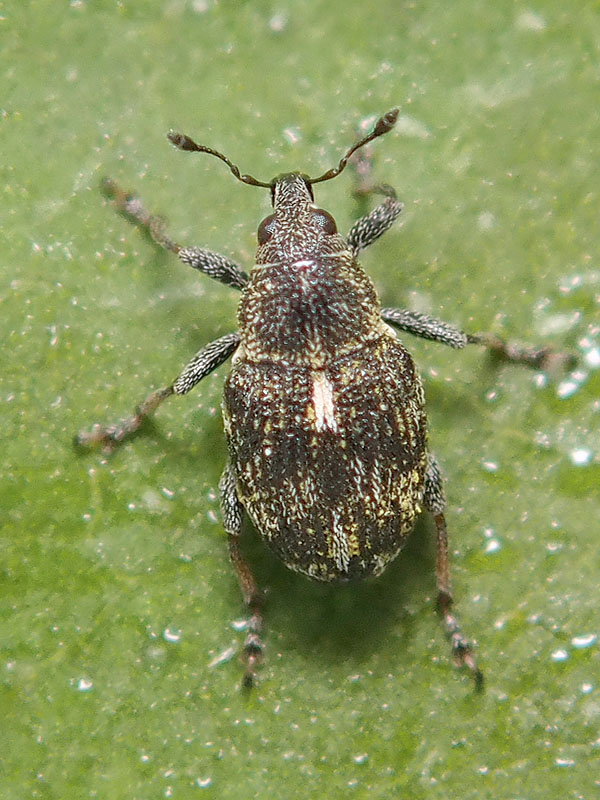 Curculionidae: Pelenomus? No, Rhinoncus perpendicularis